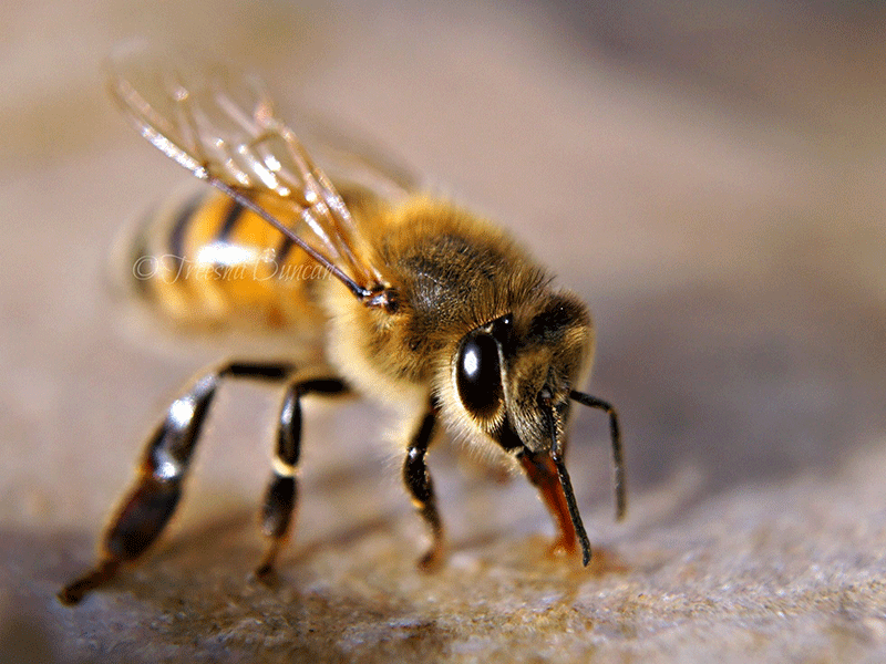 زنبور عسل ایرانی (Apis mellifera meda)
